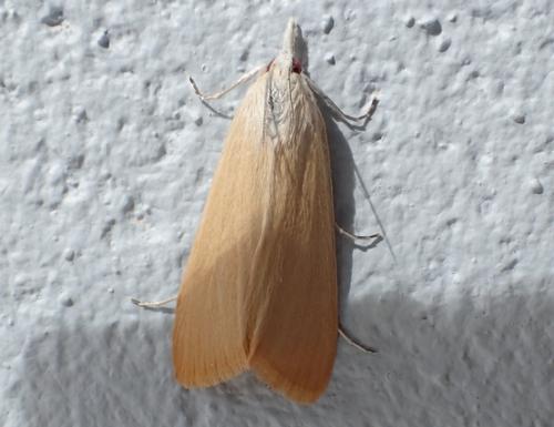 Réf. 196 090 : Scirpophaga sp.
